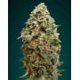 Afghan Skunk