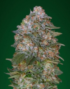 Critical Soma Feminizada - Los Mejores Precios