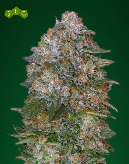Critical Soma Feminizada - Los Mejores Precios