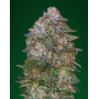 Critical Soma Feminizada - Los Mejores Precios