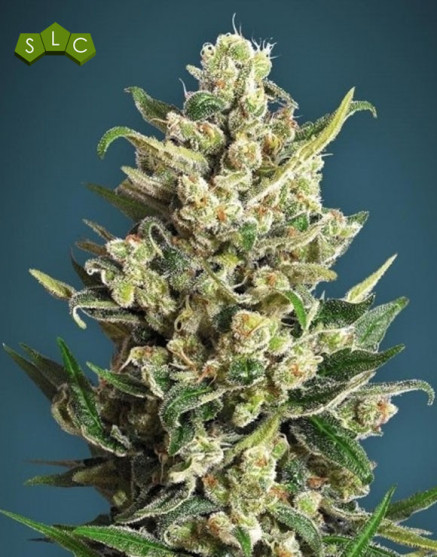 Ice Kush - Envíos 24/48 Horas