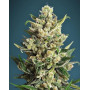 Ice Kush - Envíos 24/48 Horas
