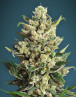 Ice Kush - Envíos 24/48 Horas