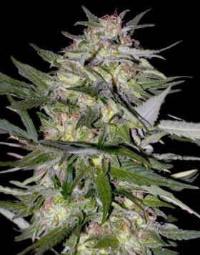 Jack Plant - Venta Online + Info