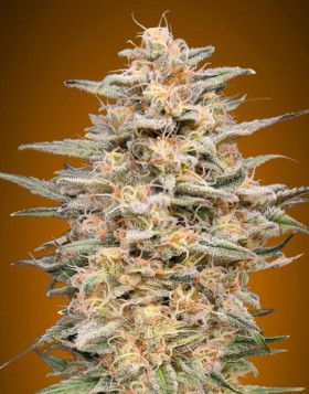 Somango Widow - Envíos Discretos
