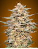 Somango Widow - Envíos Discretos