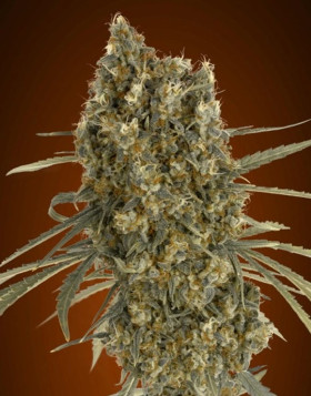 Auto Jack Herer