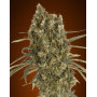 Auto Jack Herer