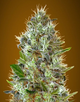Auto Somango