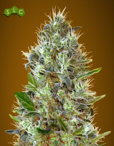 Auto Somango