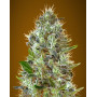 Auto Somango