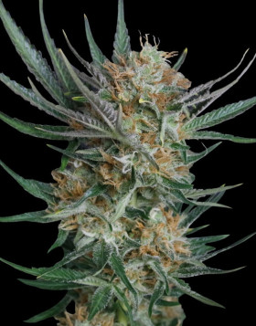sour-kush