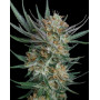 Sour Kush