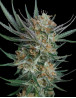 Sour Kush