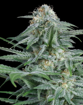 Gorilla Glue 4