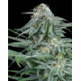 Gorilla Glue 4
