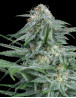 Gorilla Glue 4