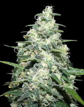 Amnesia Pro