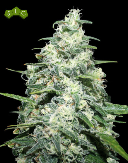 Amnesia Pro