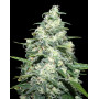 Amnesia Pro