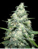 Amnesia Pro