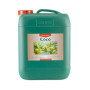 Coco A Canna