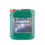 Rhizotonic Canna