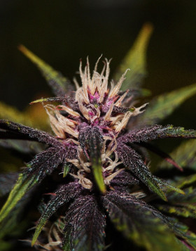 Purplediol Autofloreciente CBD