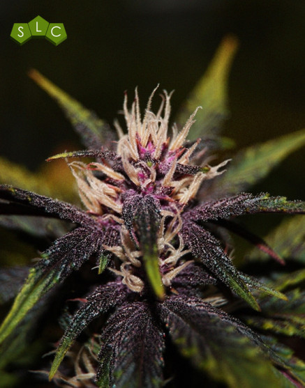 Purplediol Autofloreciente CBD