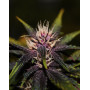 Purplediol Autofloreciente CBD