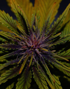Dark Rose Autofloreciente CBD