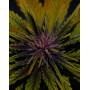 Dark Rose Autofloreciente CBD