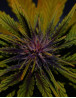 Dark Rose Autofloreciente CBD