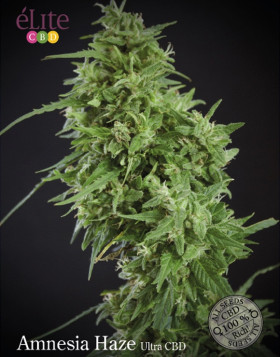 Amnesia Haze Ultra CBD