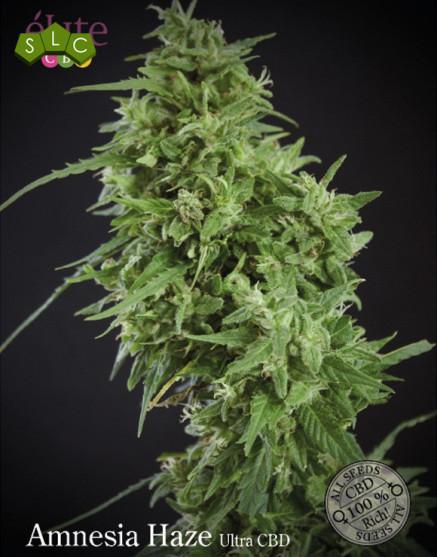 Amnesia Haze Ultra CBD