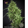 Amnesia Haze Ultra CBD