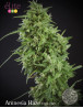 Amnesia Haze Ultra CBD