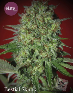Bestial Skunk