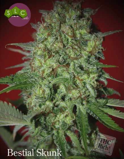 Bestial Skunk