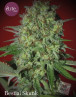Bestial Skunk