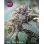 Blue Elite Indica