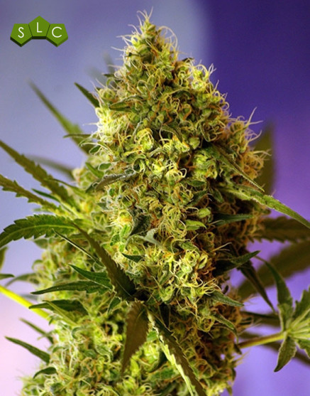 Big Devil Autofloreciente Sweet Seeds