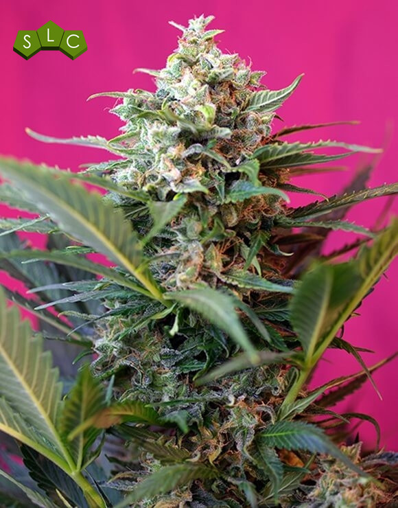 Big Devil Autofloreciente Sweet Seeds