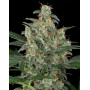 Cheese XXL Auto - Semillas en OFERTA