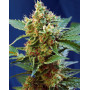 Cream Mandarine Auto - Original y XL