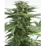 Semillas Haze 2.0  Autoflowering
