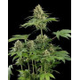 Marihuana Moby Dick - Semillas Barney's feminizadas - SLC