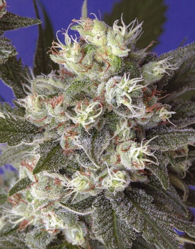 Kalichakra Regular - Mandala Seeds