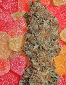 Fruitylicious Feminizada