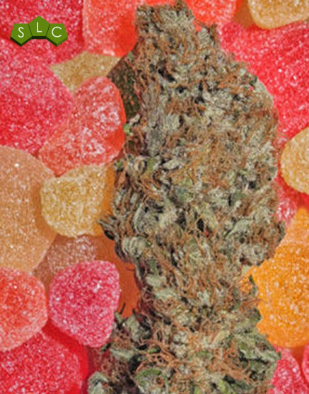 Fruitylicious Feminizada